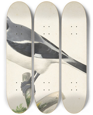 Triptych art skateboard deck of Pieter Holsteyn Ii A Great Grey Shrike by Pieter Holsteyn Ii (1614-1673)