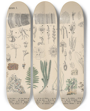 Triptych art skateboard deck of Carl Hoffmann Lehrbuch Der Praktischen Pflanzenkunde In Wort Und Bild Pl01 by Carl Hoffmann (1802-1883)