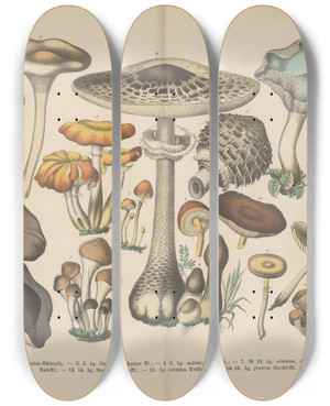 Triptych art skateboard deck of Carl Hoffmann Lehrbuch Der Praktischen Pflanzenkunde In Wort Und Bild Pl04 by Carl Hoffmann (1802-1883)