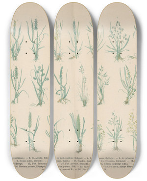 Triptych art skateboard deck of Carl Hoffmann Lehrbuch Der Praktischen Pflanzenkunde In Wort Und Bild Pl10 by Carl Hoffmann (1802-1883)