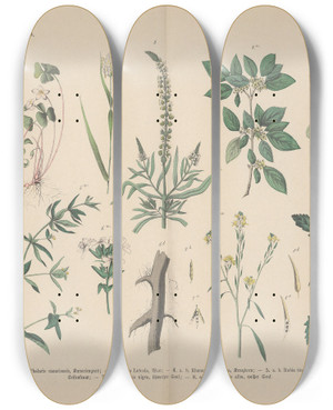 Triptych art skateboard deck of Carl Hoffmann Lehrbuch Der Praktischen Pflanzenkunde In Wort Und Bild Pl16 by Carl Hoffmann (1802-1883)