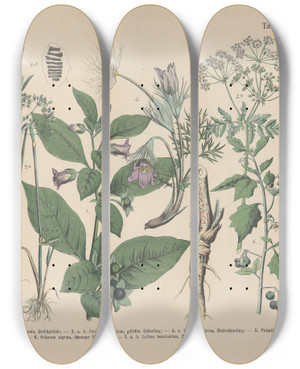Triptych art skateboard deck of Carl Hoffmann Lehrbuch Der Praktischen Pflanzenkunde In Wort Und Bild Pl21 by Carl Hoffmann (1802-1883)