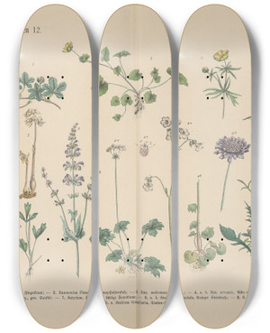 Triptych art skateboard deck of Carl Hoffmann Lehrbuch Der Praktischen Pflanzenkunde In Wort Und Bild Pl39 by Carl Hoffmann (1802-1883)