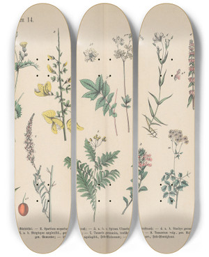 Triptych art skateboard deck of Carl Hoffmann Lehrbuch Der Praktischen Pflanzenkunde In Wort Und Bild Pl41 by Carl Hoffmann (1802-1883)
