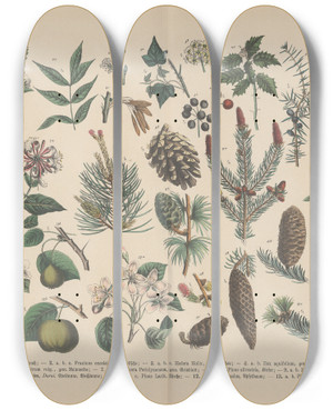 Triptych art skateboard deck of Carl Hoffmann Lehrbuch Der Praktischen Pflanzenkunde In Wort Und Bild Pl45 by Carl Hoffmann (1802-1883)