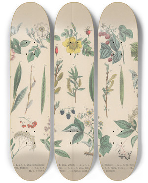 Triptych art skateboard deck of Carl Hoffmann Lehrbuch Der Praktischen Pflanzenkunde In Wort Und Bild Pl47 by Carl Hoffmann (1802-1883)
