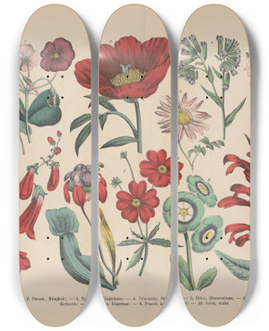 Triptych art skateboard deck of Carl Hoffmann Lehrbuch Der Praktischen Pflanzenkunde In Wort Und Bild Pl55 by Carl Hoffmann (1802-1883)