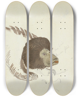 Triptych art skateboard deck of James Sowerby A Bear_1 by James Sowerby (1757-1822)