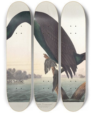 Triptych art skateboard deck of John James Audubon Florida Cormorant by John James Audubon (1785-1851)