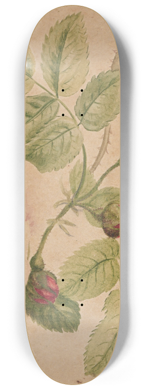 Henryka Beyer - Rose twig  rosa centifolia 8.25 inch art skate deck