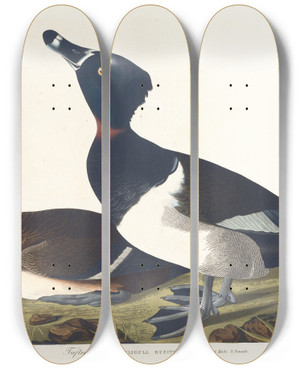 Triptych art skateboard deck of John James Audubon Tufted Duck by John James Audubon (1785-1851)