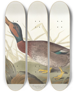 Triptych art skateboard deck of John James Audubon Bemaculated Duck by John James Audubon (1785-1851)