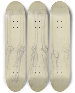 Triptych art skateboard deck of Victor Mller Studies Of Bones by Victor Muller (1829-1871)