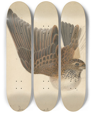 Triptych art skateboard deck of James Sowerby Eurasian Skylark_1 by James Sowerby (1757-1822)