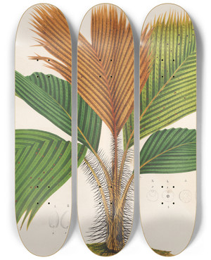 Triptych art skateboard deck of Charles Antoine Lemaire Phnicophorium Sechellarum by Charles Antoine Lemaire (1800-1871)