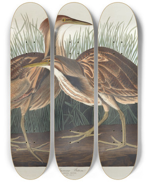 Triptych art skateboard deck of John James Audubon American Bittern by John James Audubon (1785-1851)