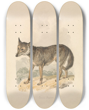 Triptych art skateboard deck of Samuel Howitt Canis Lupus Or Gray Wolf by Samuel Howitt (1756-1822)