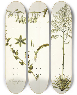 Triptych art skateboard deck of Nikolaus Joseph Freiherr Von Jacquin Agave Foetida by Nikolaus Joseph Freiherr Von Jacquin (1727-1817)