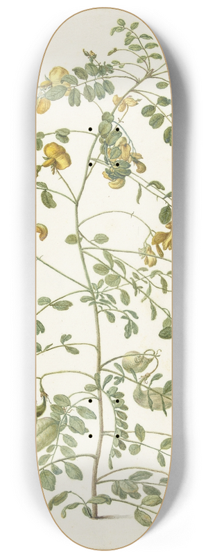 Herman Saftleven - Blazenstruik (Colutea arborescens) 8.25 inch art skate deck
