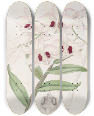 Triptych art skateboard deck of Sydenham Edwards Lady Dalhousies Dendrobium by Sydenham Edwards (1768-1819)