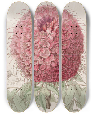 Triptych art skateboard deck of Sydenham Edwards Largeheaded Brownaea by Sydenham Edwards (1768-1819)
