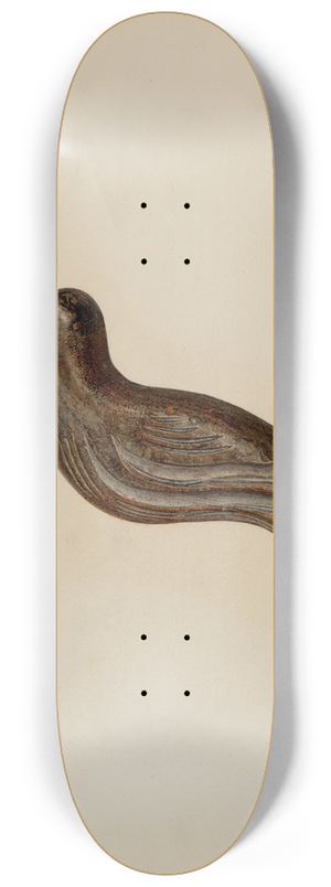 Hester Duany - Snipe 8.25 inch art skate deck