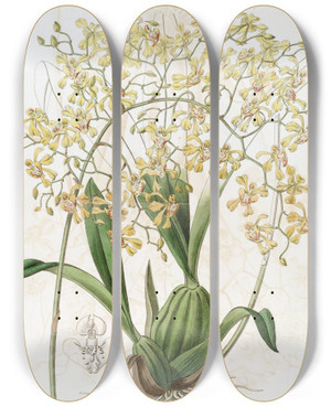 Triptych art skateboard deck of Sydenham Edwards Triangularlipped Oncidium by Sydenham Edwards (1768-1819)