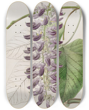 Triptych art skateboard deck of Sydenham Edwards Westindian Cowitch Plant by Sydenham Edwards (1768-1819)