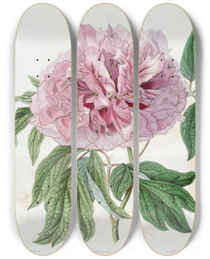 Triptych art skateboard deck of Sydenham Edwards Doublered Curled Tree Paeony by Sydenham Edwards (1768-1819)