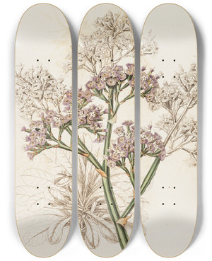 Triptych art skateboard deck of Sydenham Edwards Largeleaved Sea Lavender by Sydenham Edwards (1768-1819)