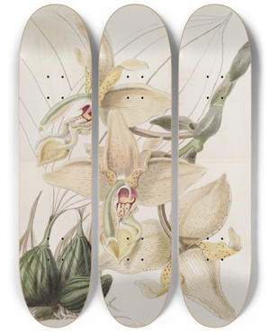 Triptych art skateboard deck of Sydenham Edwards Fourhorned Stanhopea by Sydenham Edwards (1768-1819)