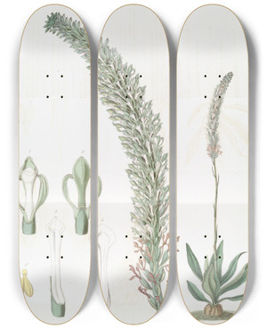 Triptych art skateboard deck of Sydenham Edwards Tall Lizards Tongue by Sydenham Edwards (1768-1819)