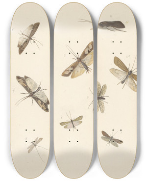 Triptych art skateboard deck of Albertus Steenbergen Studieblad Met Acht Nachtvlinders by Albertus Steenbergen (1814-1900)