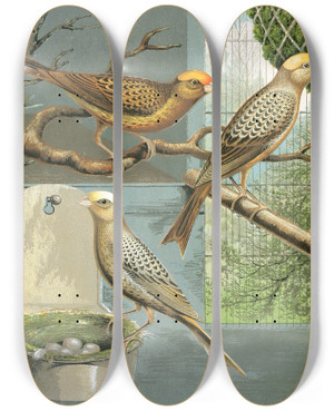 Triptych art skateboard deck of W A Blakston Lizard Canaries_1 by W A Blakston (19-)