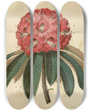 Triptych art skateboard deck of Sydenham Edwards Rosecoloured Tree Rhododendron by Sydenham Edwards (1768-1819)