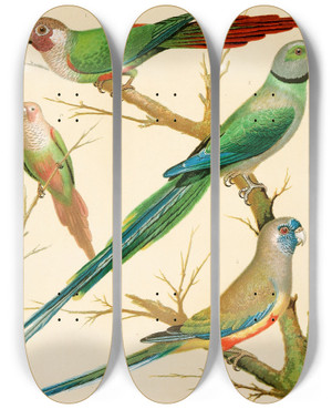 Triptych art skateboard deck of W A Blakston Whiteeared Conures Malabar Parrakeet Blue Bonnet Parrakeet by W A Blakston (19-)