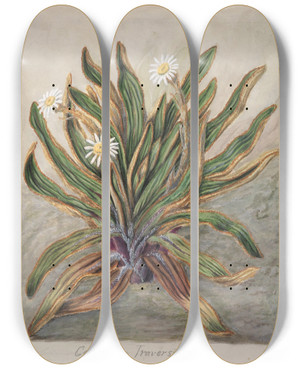 Triptych art skateboard deck of Sarah Featon Mountain Daisy by Sarah Featon (1848-1927)