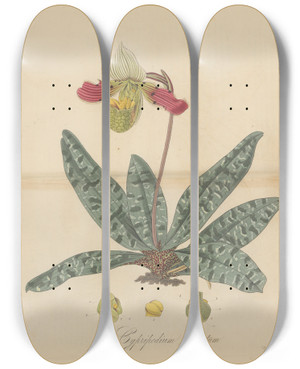 Triptych art skateboard deck of William Jackson Hooker Cypripedium Venustum by William Jackson Hooker (1785-1865)