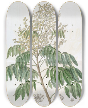 Triptych art skateboard deck of Sydenham Edwards The Longan Tree by Sydenham Edwards (1768-1819)