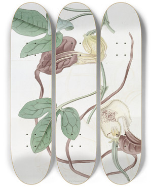 Triptych art skateboard deck of Sydenham Edwards Threelobed Birthwort by Sydenham Edwards (1768-1819)