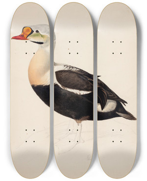 Triptych art skateboard deck of Magnus Von Wright King Eider Unfinished by Magnus Von Wright (1805-1868)