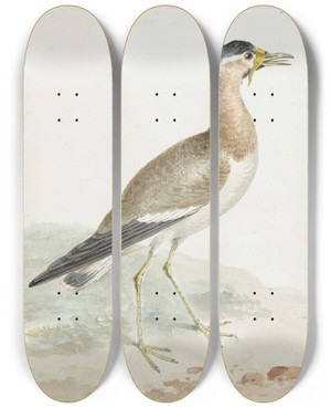 Triptych art skateboard deck of Aert Schouman A Yellowwattled Lapwing by Aert Schouman (1710-1792)