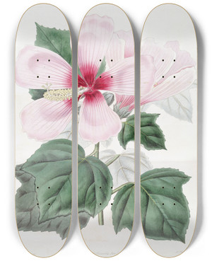 Triptych art skateboard deck of Sydenham Edwards Marsh Hibiscus by Sydenham Edwards (1768-1819)