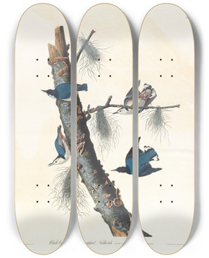 Triptych art skateboard deck of John James Audubon Whitebreasted Blackcapped Nuthatch by John James Audubon (1785-1851)