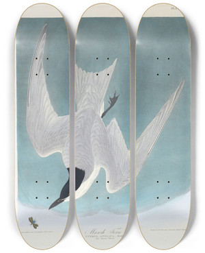 Triptych art skateboard deck of John James Audubon Marsh Tern by John James Audubon (1785-1851)