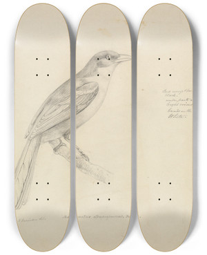 Triptych art skateboard deck of William Swainson A Bird by William Swainson (1789-1855)