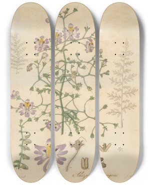 Triptych art skateboard deck of William Jackson Hooker Schizanthus Porrigens by William Jackson Hooker (1785-1865)