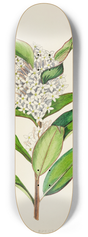 Illtyd Buller Pole-Evans - Acokanthera Spectabilis 8.25 inch art skate deck