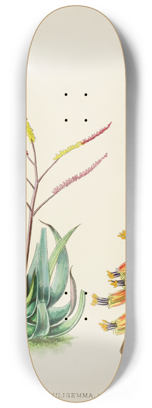 Illtyd Buller Pole-Evans - Aloe Globuligemma 8.25 inch art skate deck
