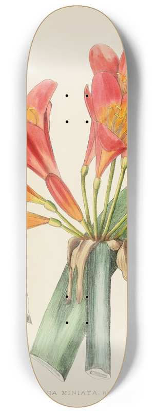 Illtyd Buller Pole-Evans - Clivia Miniata 8.25 inch art skate deck